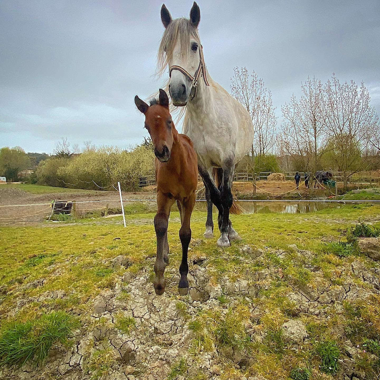 tarifs-d-quitation-saint-jean-de-monts-cours-et-balades-curie