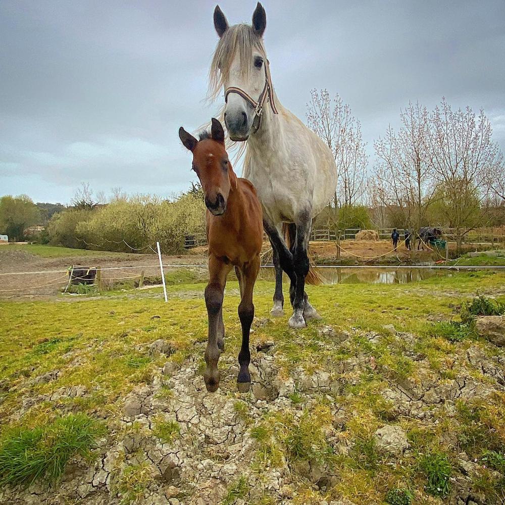 Élevage de chevaux près de Saint-Urbain